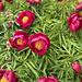 Peonies popping out. by larrysphotos