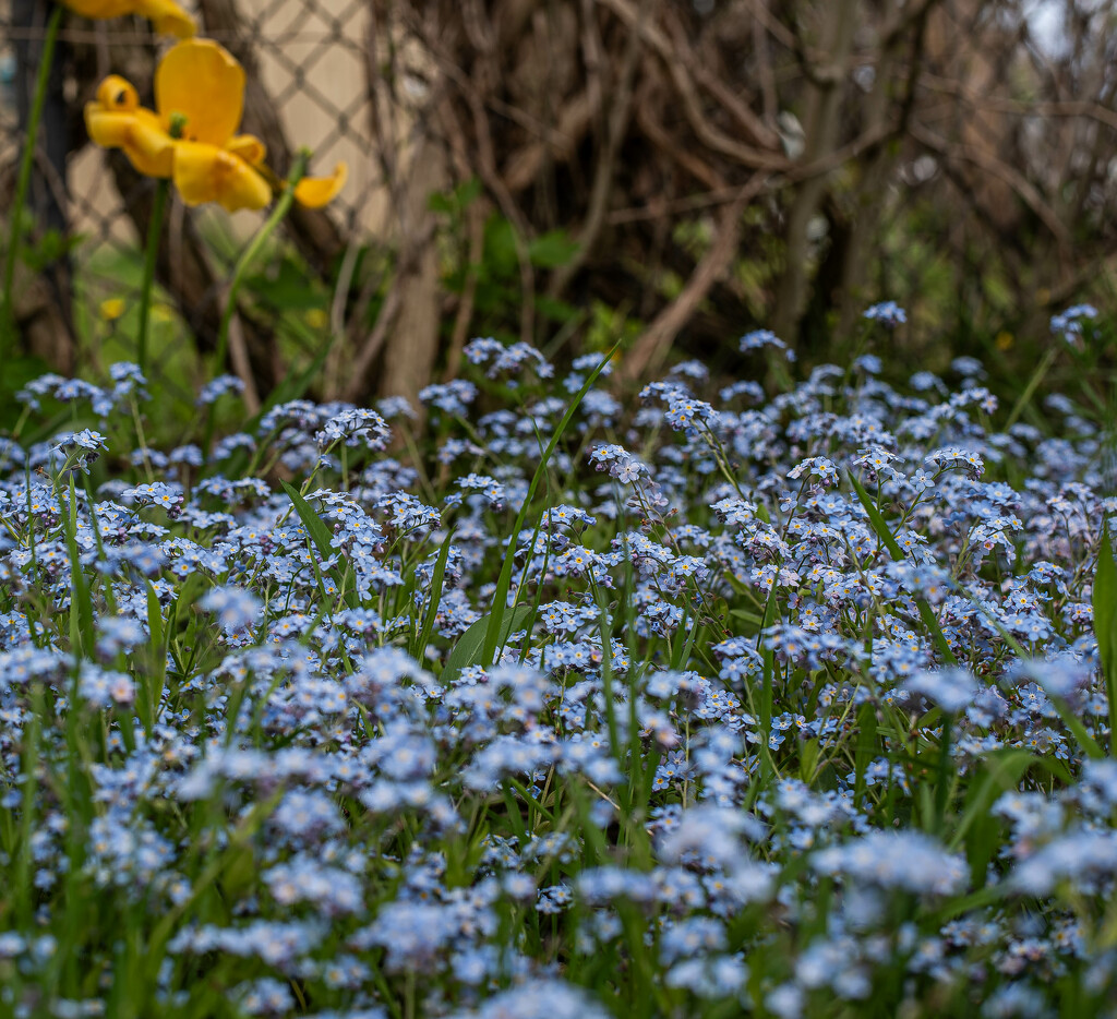 Forget-me-nots by darchibald