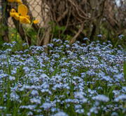 4th May 2024 - Forget-me-nots