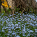 Forget-me-nots by darchibald