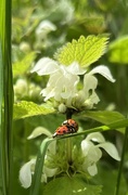 4th May 2024 - Ladybirds
