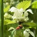 Ladybirds by pattyblue