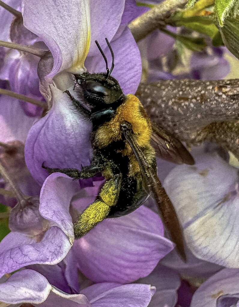 Pollen Legs by jnewbio