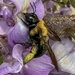 Pollen Legs by jnewbio