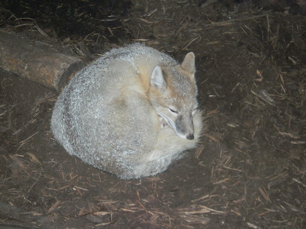 Fox at Hershey Park  by sfeldphotos