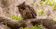 4th May 2024 - Great Horned Owl Mom!