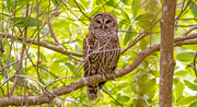 4th May 2024 - Barred Owl!