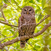 Barred Owl!