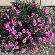 4th May 2024 - Dianthus