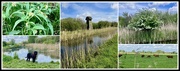 5th May 2024 - Wicken Fen 125 Years Old