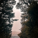 A window into the mist by christinav