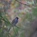 Little wattlebird  by sonyam