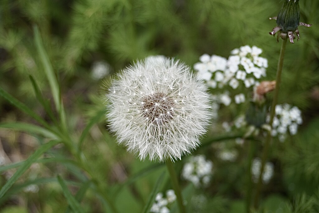 Some see a weed others see a wish… by beverley365