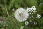 5th May 2024 - Some see a weed others see a wish…