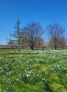 26th Apr 2024 - Field of daffodils