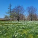 Field of daffodils by paulabriggs