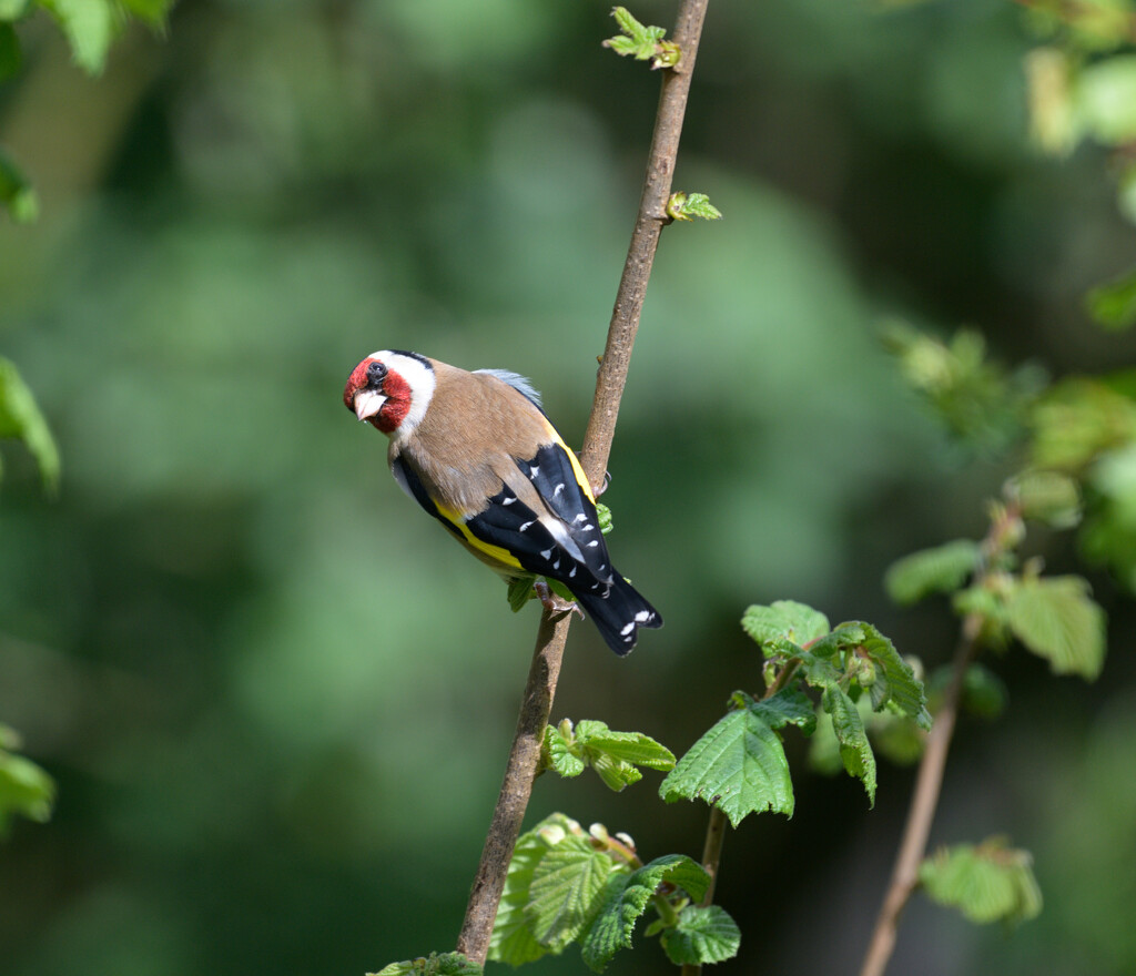 Goldfinch by whdarcyblueyondercouk