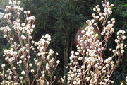 5th May 2024 - aster seedheads