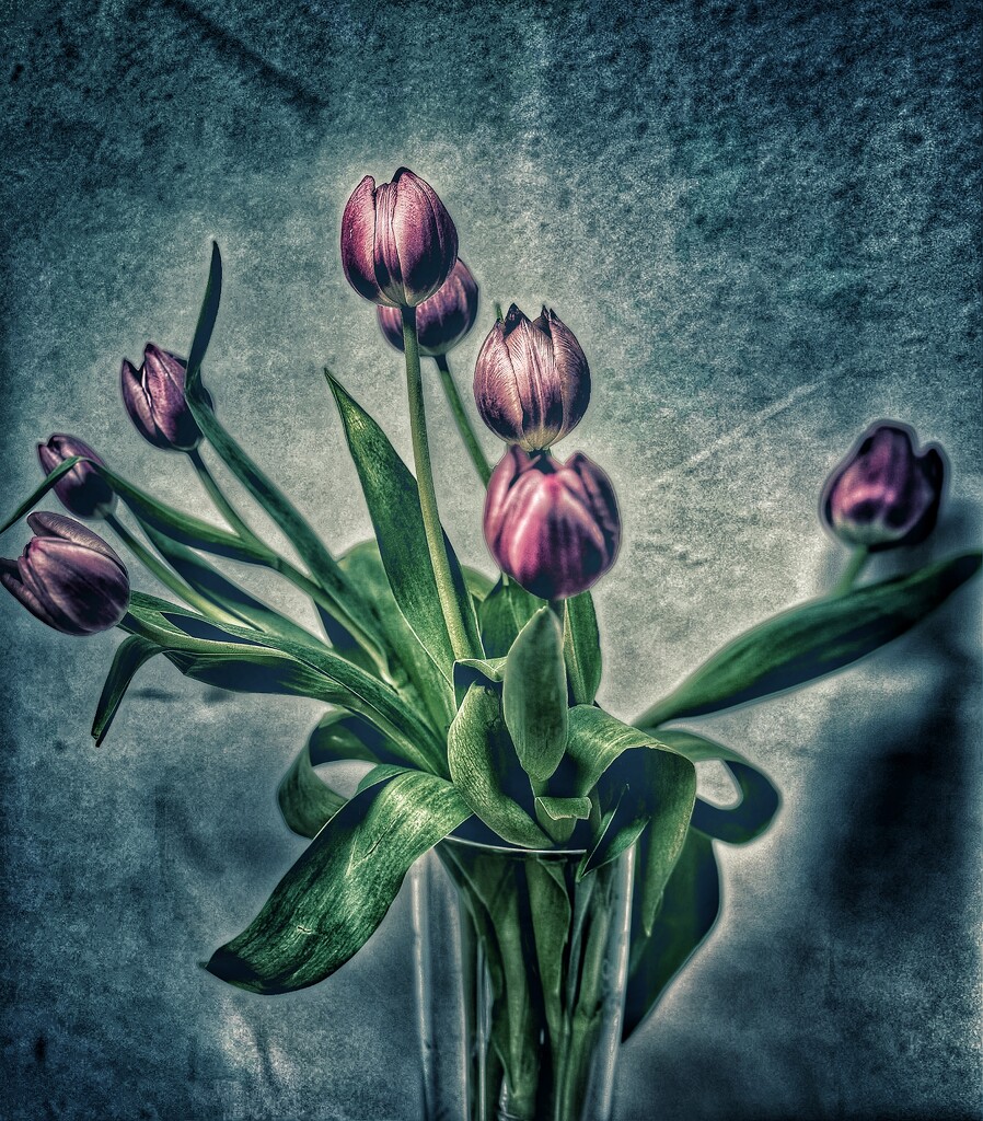 Tulips by wakelys