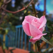 4th May 2024 - Pink Simplicity Rose