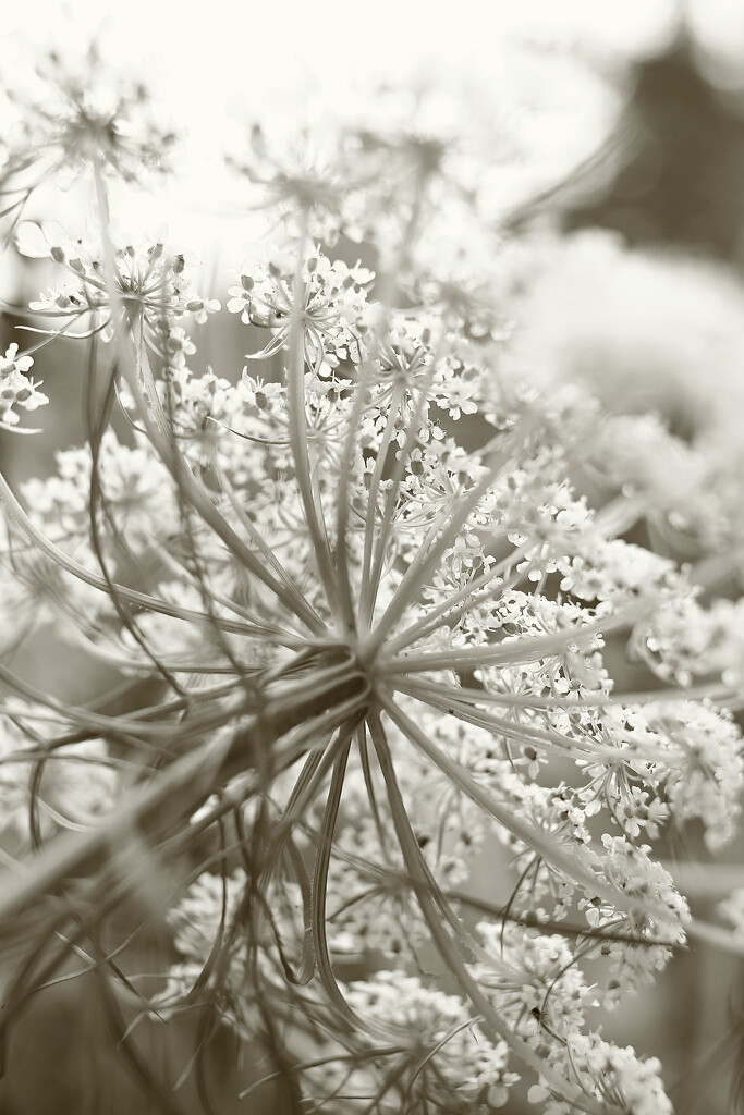 Suddenly, Last Summer by juliedduncan