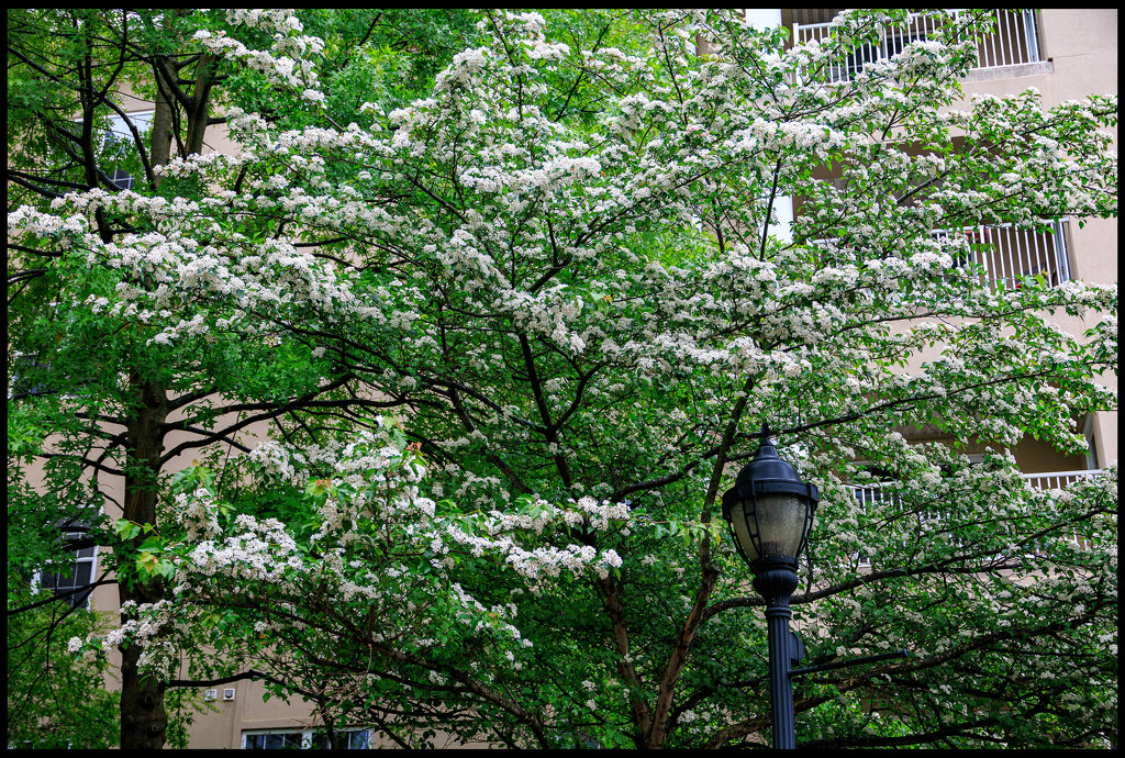 Tree with White Blossoms by hjbenson