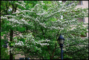 4th May 2024 - Tree with White Blossoms