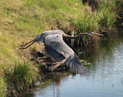 3rd May 2024 - May 3 Heron Over Small Pond IMG_9479AAA