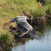 May 3 Heron Over Small Pond IMG_9479AAA by georgegailmcdowellcom