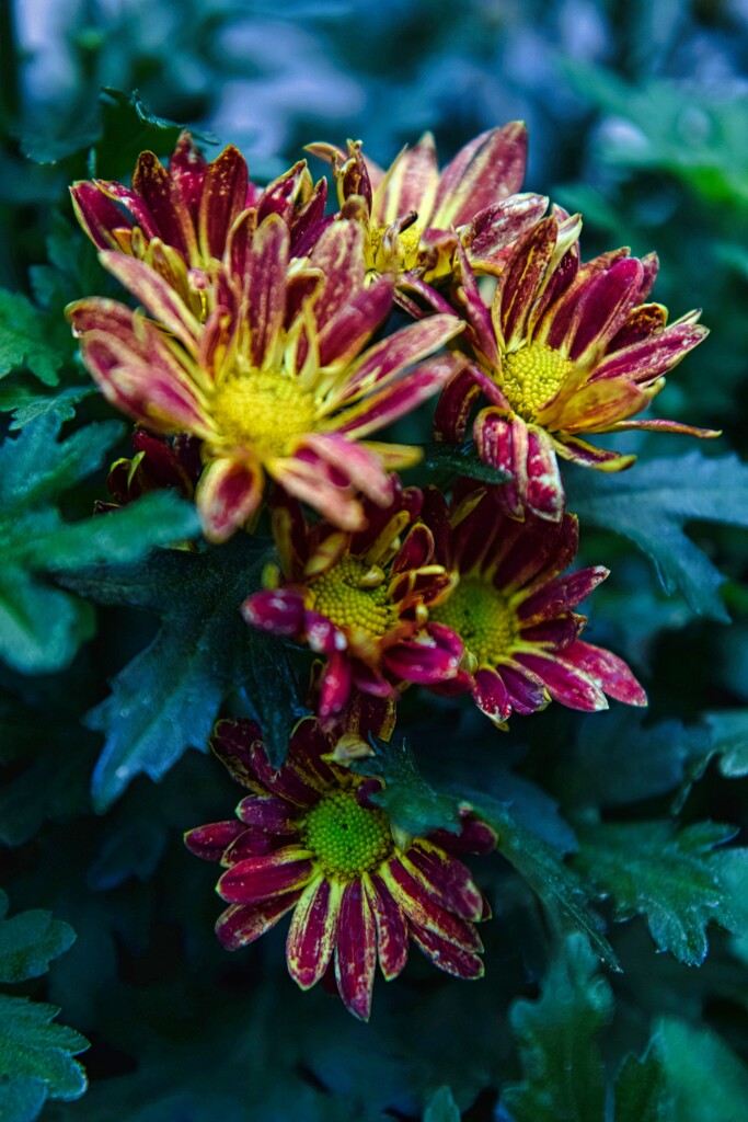 5 4 Chrysanthemum by sandlily