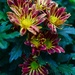 5 4 Chrysanthemum by sandlily