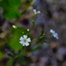 5 4 White wildflower