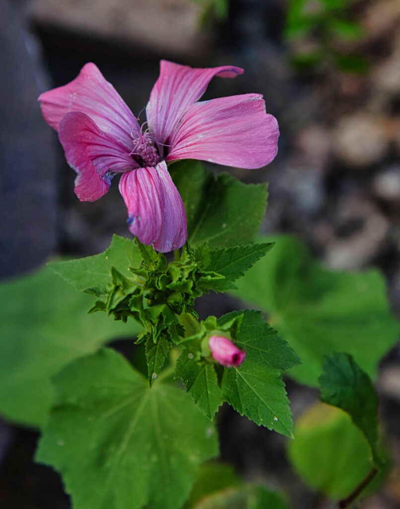 5 4 Common Mallow by sandlily