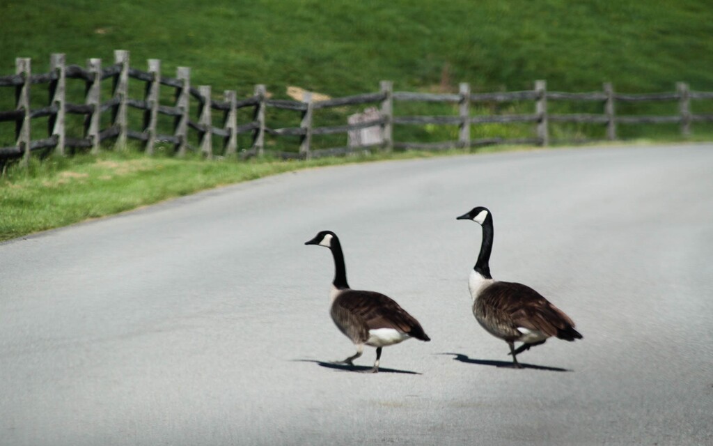 Why did the geese cross the road by mittens
