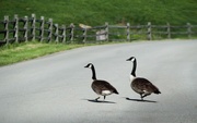 5th May 2024 - Why did the geese cross the road
