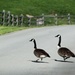 Why did the geese cross the road by mittens
