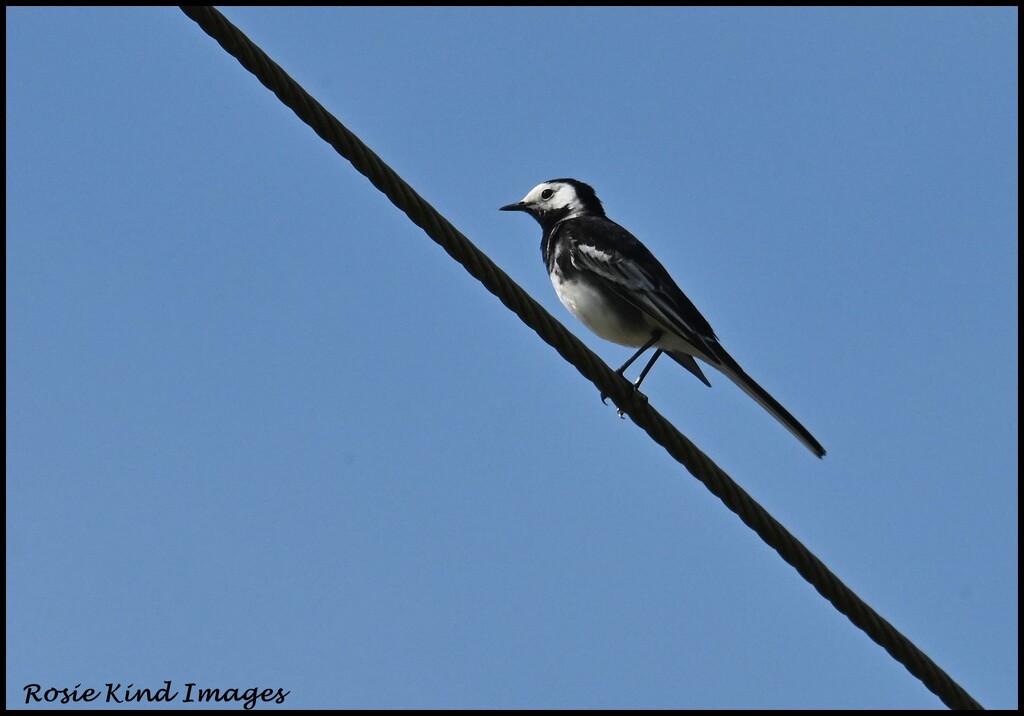 Bird on a wire by rosiekind