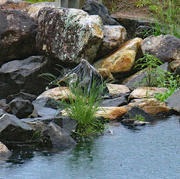 4th May 2024 - May 4 Heron On Rocks Going To Fishing Hole IMG_9507AAA