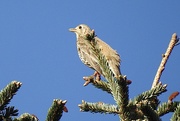 4th May 2024 - Mistle Thrush