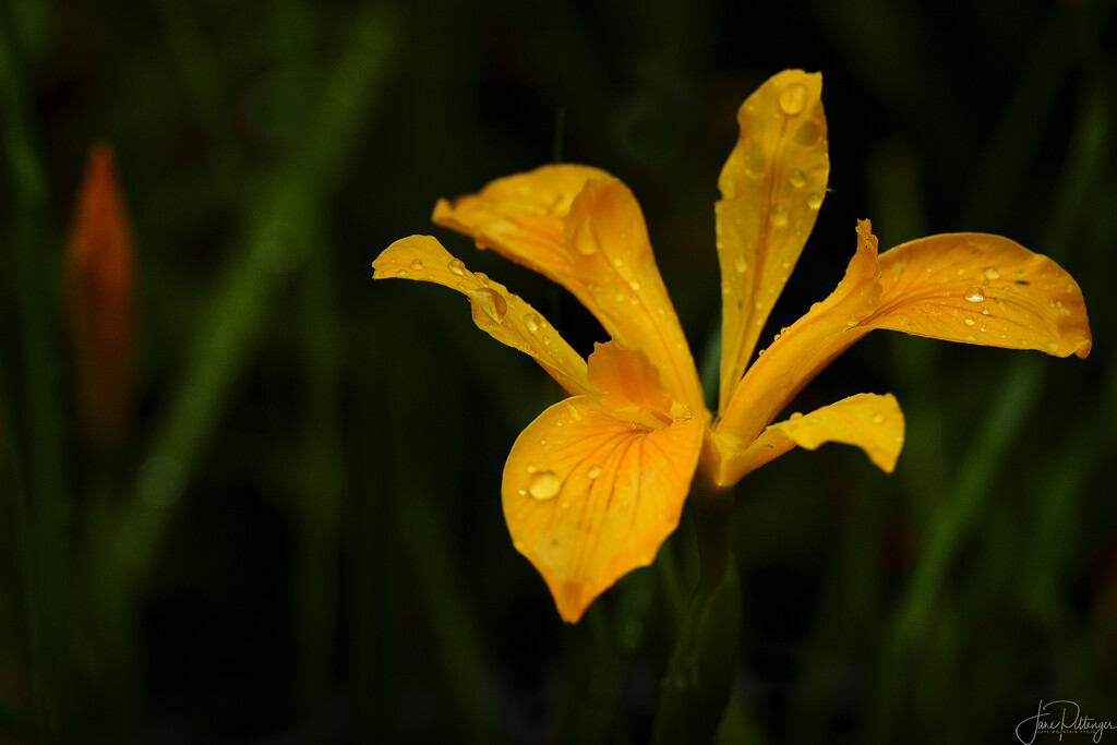 Raindrops on Iris  by jgpittenger