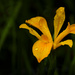 Raindrops on Iris  by jgpittenger