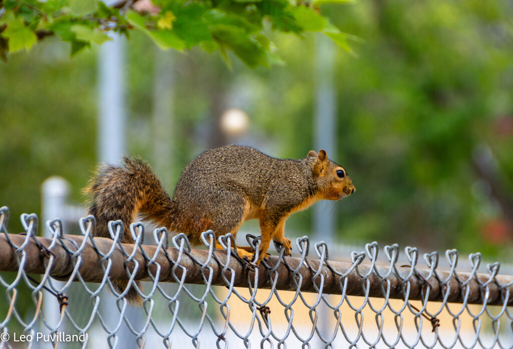 Squirell on Fence by leopuv