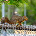 Squirell on Fence
