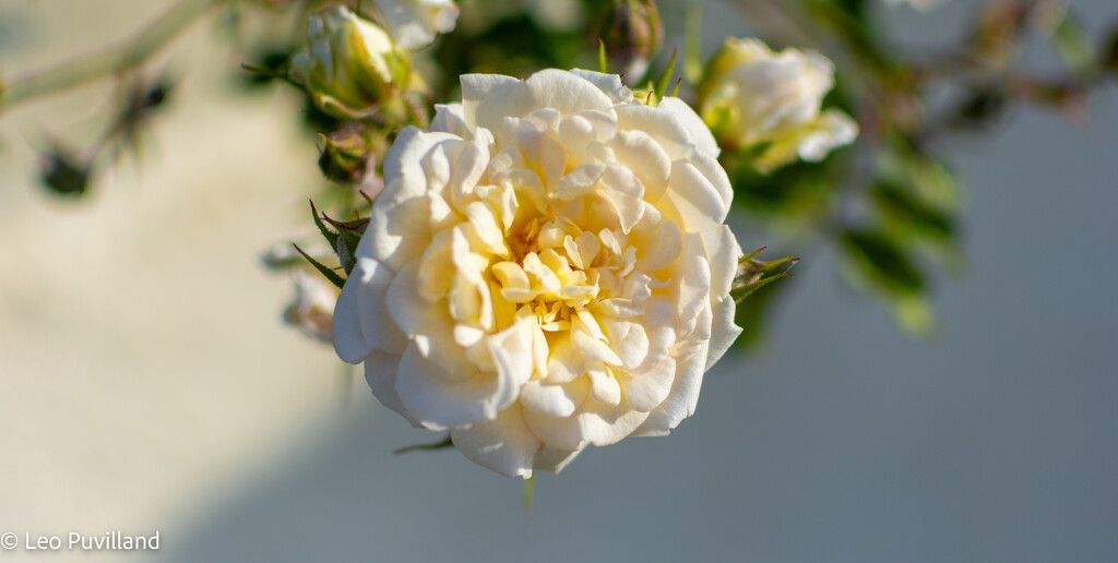 White Flower by leopuv