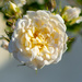 White Flower by leopuv