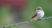 5th May 2024 - Spotted Flycatcher