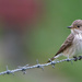 Spotted Flycatcher by lifeat60degrees