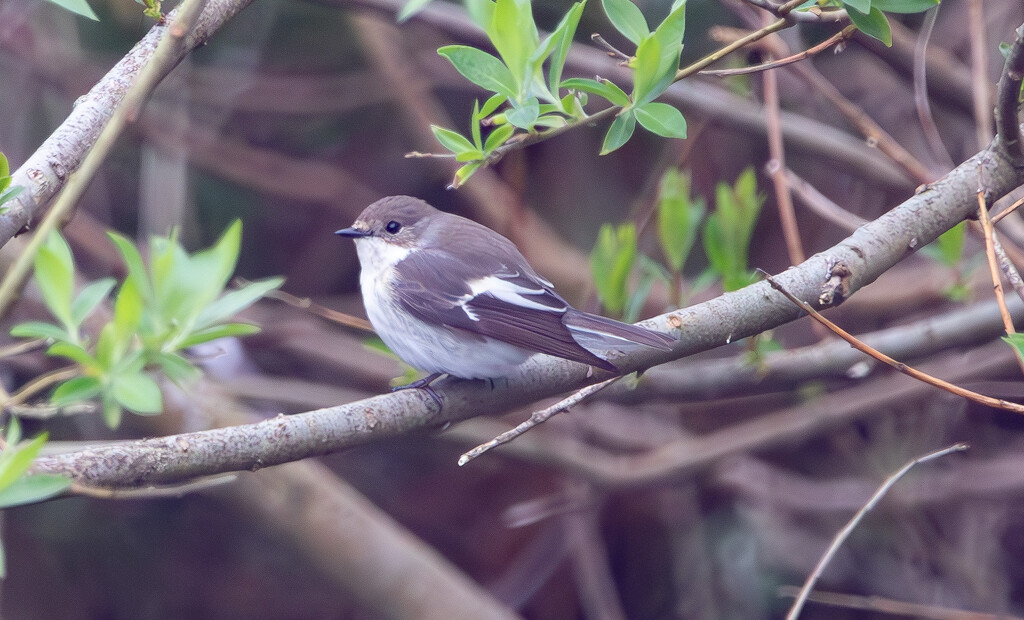 Pied Flycatcher by lifeat60degrees