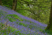 5th May 2024 - bluebells