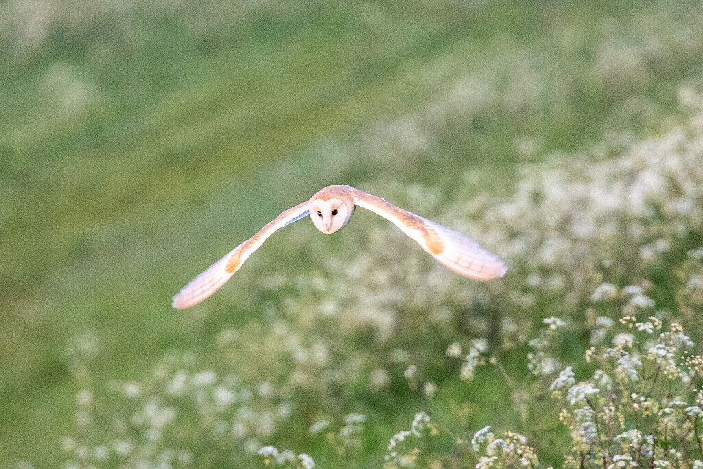 Barn Owl (cropped version) by carole_sandford